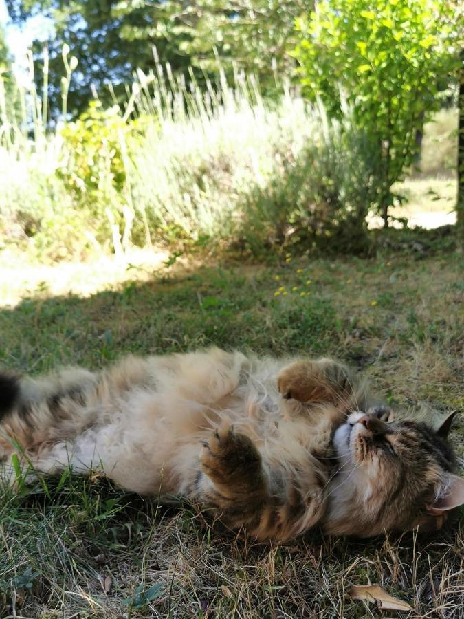 Quatre Chats Sous Un Pin Le Thoureil Esterno foto